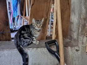 Junge Katze abzugeben