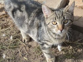 Junge Katze abzugeben