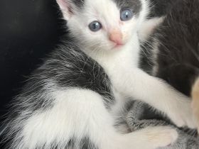 Die süße Bella Bkh mix Mädchen sehr sehr verschmust wegen handaufzucht sucht ab sofort