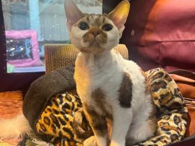Miu - Devon Rex - für Liebhaber oder Zucht