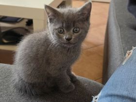 Bkh mix kitten