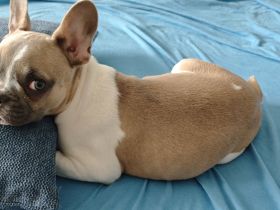 Französische bulldogge Rüde