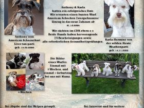 American zwergschnauzer Schecken Welpen