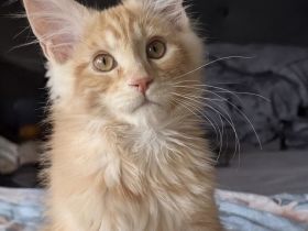 Maine coon kitten mit Stammbaum