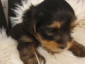 Zuckersüsse Yorkshire-Terrier Welpen