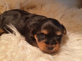 Zuckersüsse Yorkshire-Terrier Welpen