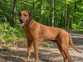 Rhodesian Ridgeback Bono als Deckrüde