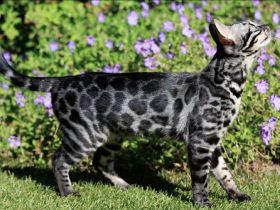 🐾 Wunderschöne Bengal-Mädchen suchen ein liebevolles Zuhause! 🐾 Kitten