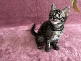 🐾 Wunderschöne Bengal-Mädchen suchen ein liebevolles Zuhause! 🐾 Kitten