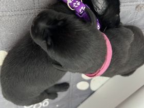 Schwarze Labradorwelpen