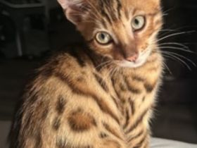 Bengal-Kitten 3 Monate