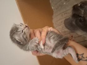 Maine coon / britisch kurzhaar mix