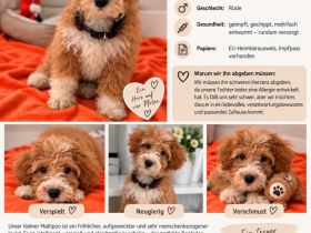 🐾 Liebevoller Maltipoo-Rüde sucht neues Zuhause ❤️