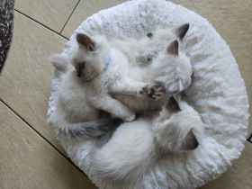 Heilige Birma Kitten