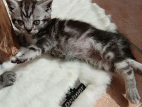 reinrassige britisch Kurzhaar Kitten
