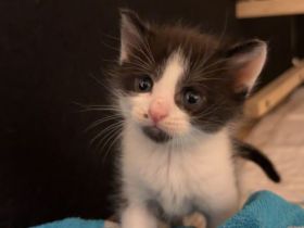 Kitten vom 09.08.2026
