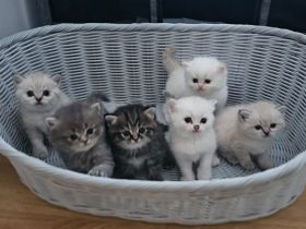 Wunderschöne BKH / Perser Kitten mit blauen Augen