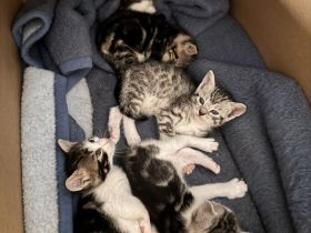 7 wunderschöne Kitten suchen ein neues Zuhause!