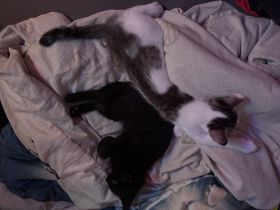2 junger kitten