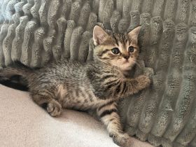 Britisch-Kurzhaar-Kitten