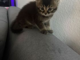 Zwei liebevolle Kater suchen ein neues Zuhause