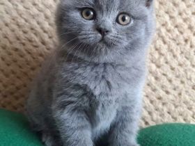 Süßes BKH-Kitten in Schwarz und Blau – Liebevolles Zuhause gesucht!