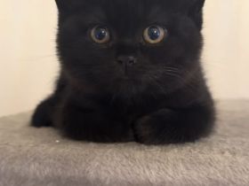 Süßes BKH-Kitten in Schwarz – Liebevolles Zuhause gesucht!