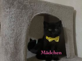 Süßes BKH-Kitten in Schwarz – Liebevolles Zuhause gesucht!