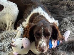 Alma, a.d.Tierschutz, sucht bewegungsfreudige Menschen