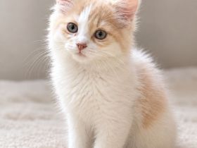 2 Maine Coon x Britisch Langhaar Kater 12 wochen jung