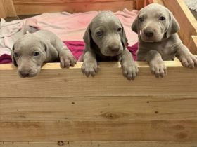 Weimaraner Welpen / reinrassig