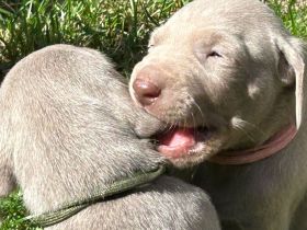 Weimaraner Welpen / reinrassig 1 Rüde / 1 Hündin