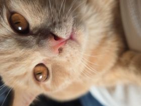 5 Monate alte BKH kitten