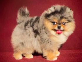 🐾 Wunderschöner männlicher Pomeranian / Zwergspitz