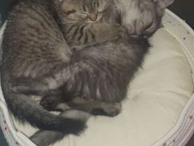🐱 2 wunderschöne BKH/BLH-Kitten suchen liebevolles Zuhause 🏡