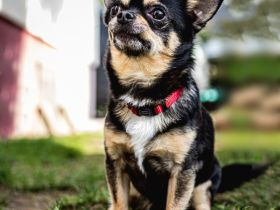 Dobby Chi