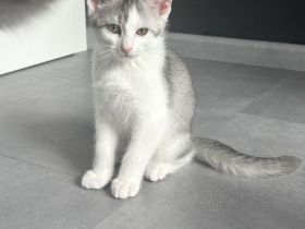 Kitten zu verkaufen
