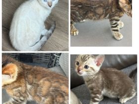 Bengal kitten in Tollen Farben Mit Stammbaum