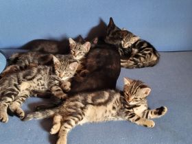 Katzenbabys Hauskatze, schwarz und im grauen Tabbymuster