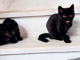 BKH Kitten