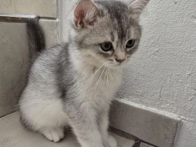 Bkh Kitten (alle Jungs)