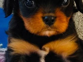 Cavalier King Charles Spaniel Welpe Rüde in black and tan