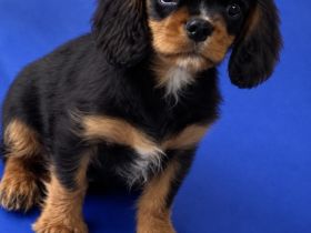 Cavalier King Charles Spaniel Welpe Rüde in black and tan