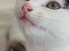 🐱 Süße Katzenmädchen suchen liebevolles Zuhause ❤️
