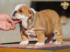 2 wunderschöne Hündinnen – reinrassige englische Bulldoggen mit FCI-Papieren