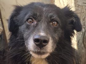 Bodo sucht Menschen mit einem Herzen für ältere Hunde, 7J, 40cm