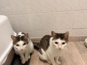 2 Junge Kater