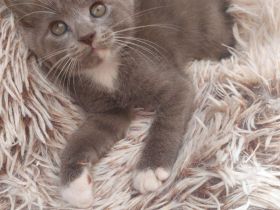 Süße BKH-Siam Mix Kitten suchen neues Zuhause