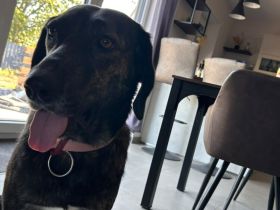 Zuhause gesucht für Neela