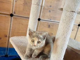 2 süße Katzenbabys in liebevolle Hände abzugeben!